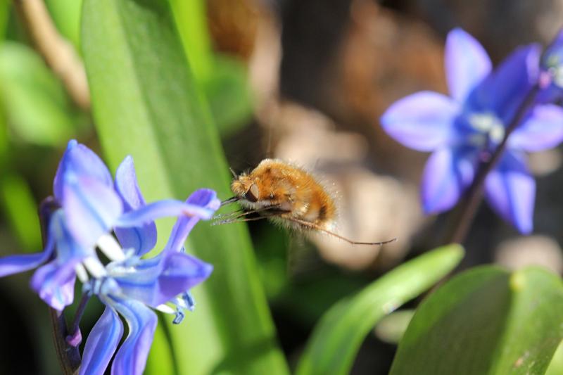 Жужжало большой (Bombylius major) в полёте рядом с цветком