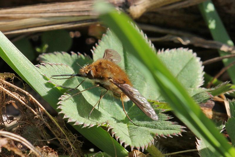 Жужжало большой (Bombylius major) на листочке