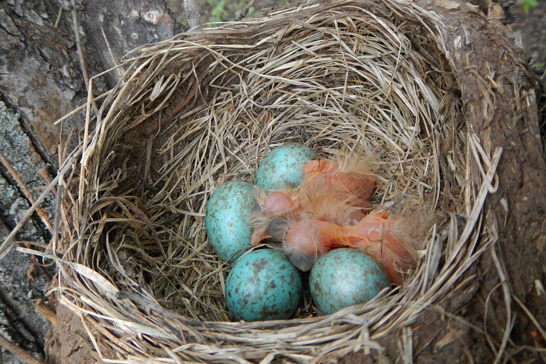 Какого цвета яйца птиц. Цвет гнездо дрозда. Голубые яйца странствующего дрозда. Яйца дрозда цвет. Странствующий Дрозд яйца.