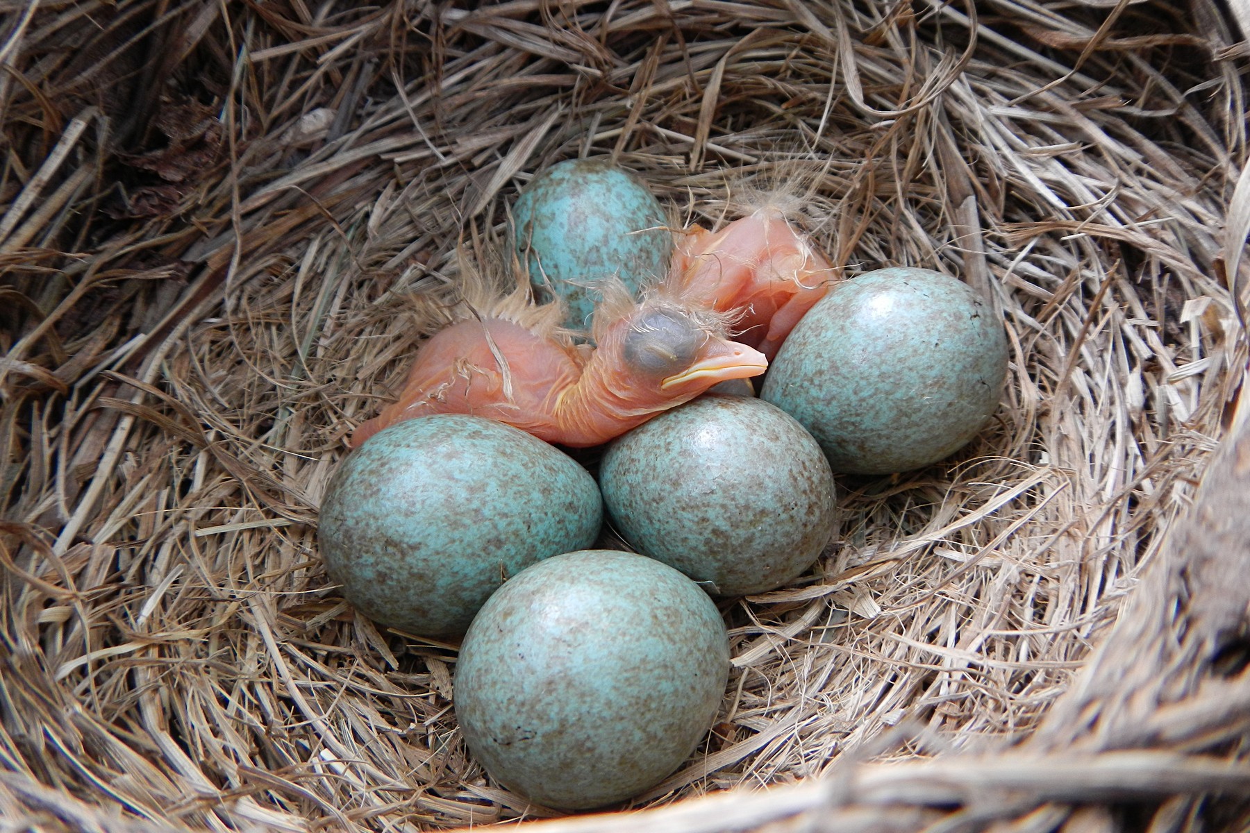 Какого цвета яйца птиц. Яйца дрозда белобровика. Дрозды яйца птенцы. Дрозд белобровик птенец. Яйца птиц Дроздов.