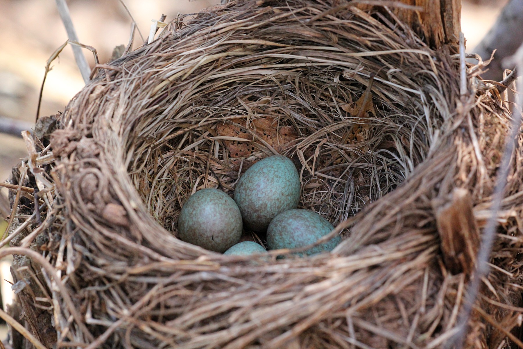 Какого цвета яйца птиц. Гнездо дрозда. Голубые яйца дрозда. Голубые яйца дрозда в гнезде. Яйца певчего дрозда.