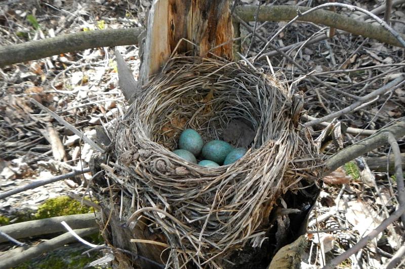 гнездо дрозда-белобровика (Turdus iliacus) на старом пне с голубовато-зелёными яйцами в крапинку