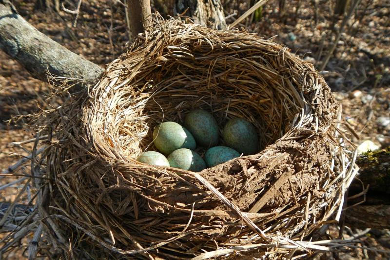гнездо дрозда-белобровика (Turdus iliacus) на старом пне с голубовато-зелёными яйцами в крапинку