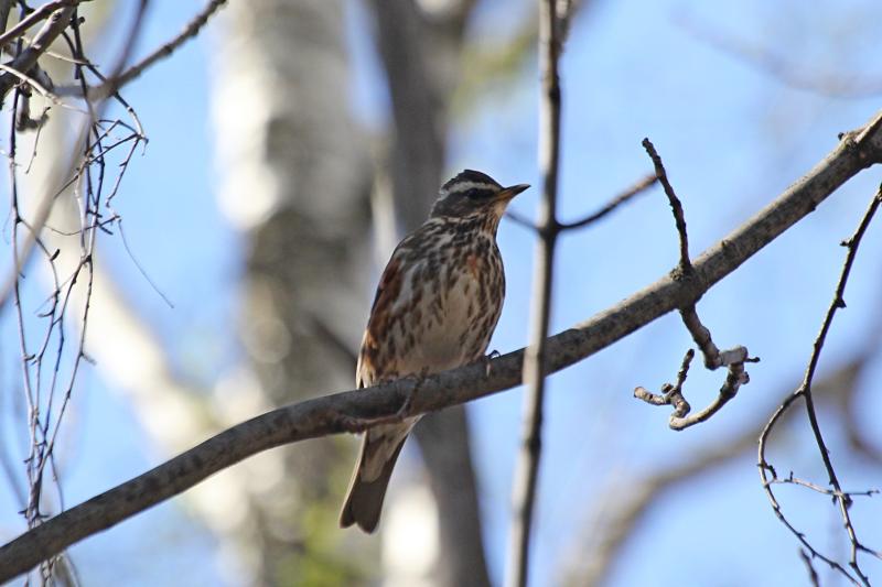 Дрозд-белобровик (Turdus iliacus) на ветке: небольшая птичка окраской в крапинку с ржавыми подпалинами и длинной белой бровью над глазом