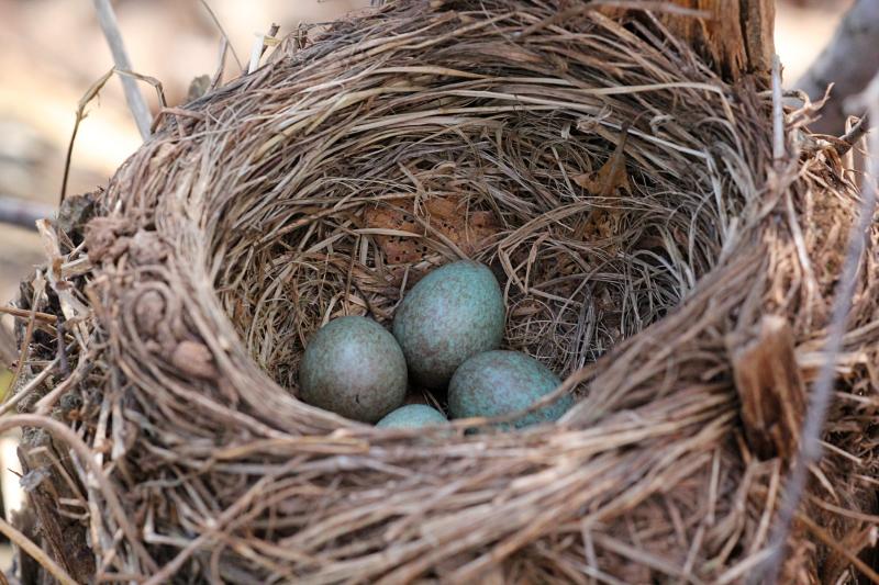 гнездо дрозда-белобровика (Turdus iliacus) на старом пне с голубовато-зелёными яйцами в крапинку