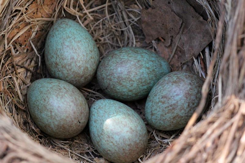 голубовато-зелёные в крапинку яйца дрозда в гнезде. белобровика (Turdus iliacus) или рябинника (Turdus pilaris)