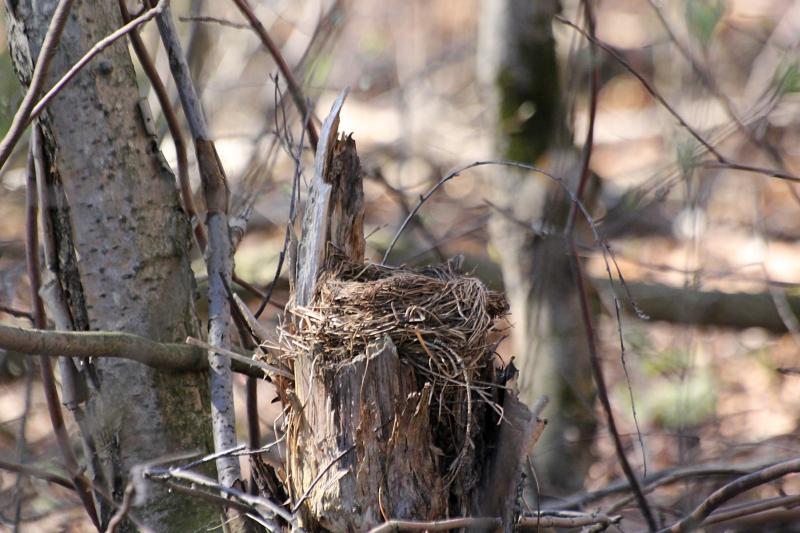 Гнездо дрозда-белобровика (Turdus iliacus) на старом пне из травинок, скрепленное сверху глиной
