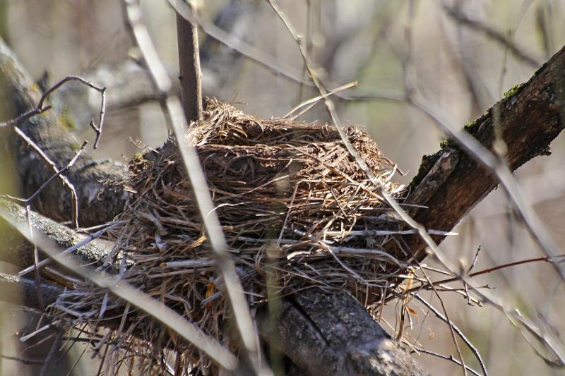 Гнездо дрозда-белобровика (Turdus iliacus) на ветке дерева из травинок, скрепленное сверху глиной