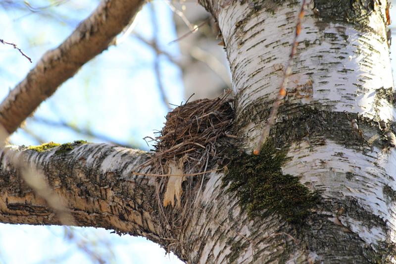 Гнездо дрозда в развилке берёзы: белобровика (Turdus iliacus) или рябинника (Turdus pilaris)