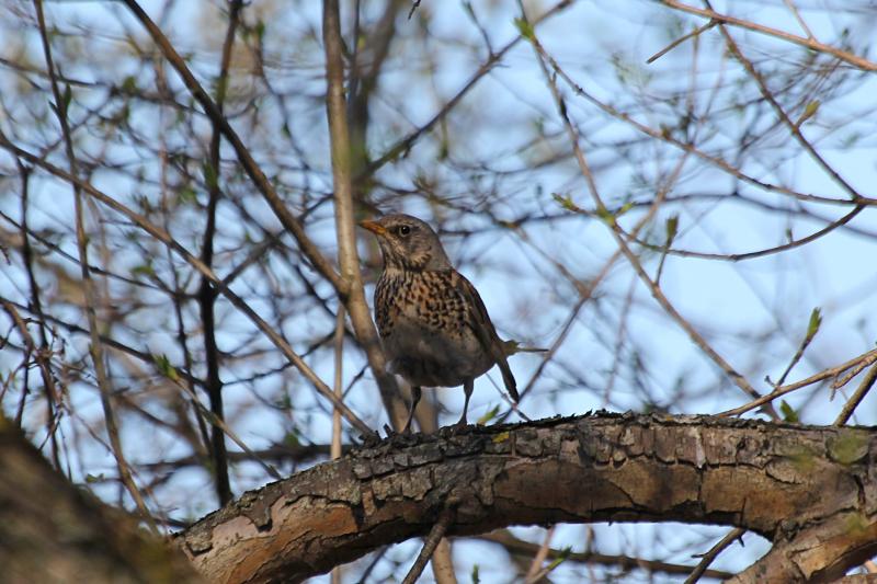 Дрозд-рябинник (Turdus pilaris) на ветке: небольшая птица серой с крапинками окраски, очень шумная и скандальная