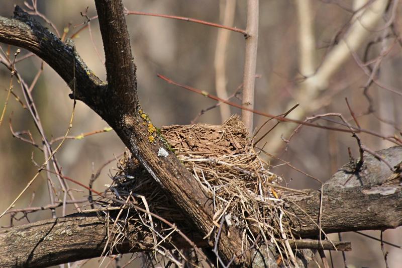 Гнездо дрозда-белобровика (Turdus iliacus) на старом пне из травинок, скрепленное сверху глиной