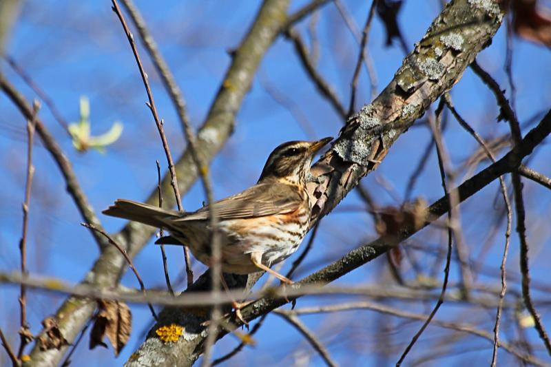 Дрозд-белобровик (Turdus iliacus) на ветке: небольшая птичка окраской в крапинку с ржавыми подпалинами и длинной белой бровью над глазом