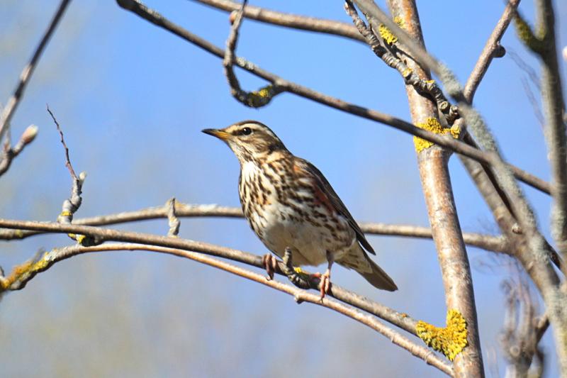 Дрозд-белобровик (Turdus iliacus) на ветке: небольшая птичка окраской в крапинку с ржавыми подпалинами и длинной белой бровью над глазом