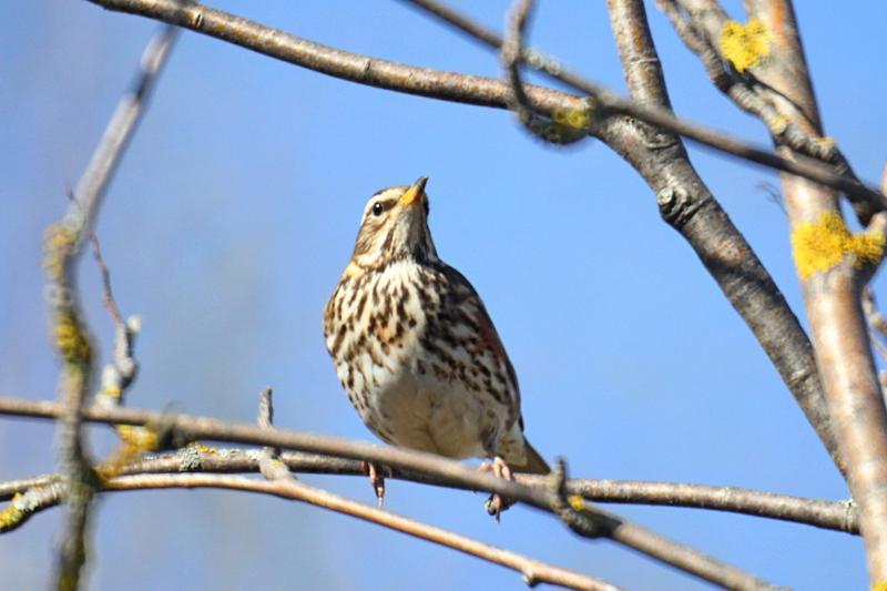 Дрозд-белобровик (Turdus iliacus) на ветке: небольшая птичка окраской в крапинку с ржавыми подпалинами и длинной белой бровью над глазом