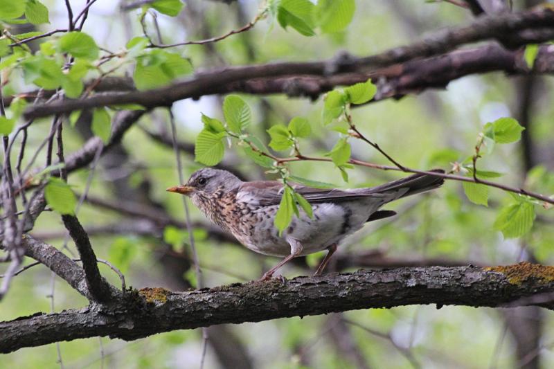 Дрозд-рябинник (Turdus pilaris) на ветке: небольшая птица серой с крапинками окраски, очень шумная и скандальная