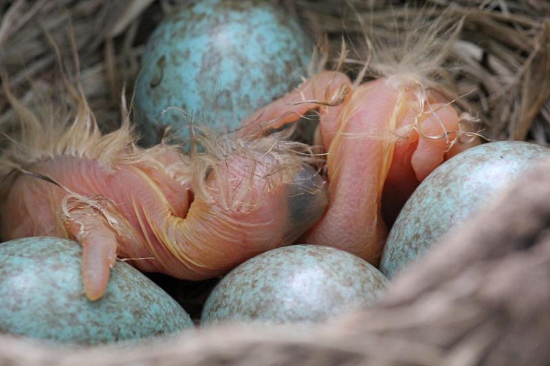 гнездо с голубовато-зелёными яйцами и недавно вылупившимися птенцами дрозда-белобровика (Turdus iliacus)