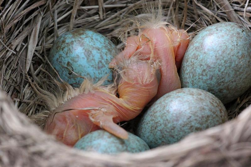 гнездо с голубовато-зелёными яйцами и недавно вылупившимися птенцами дрозда-белобровика (Turdus iliacus)
