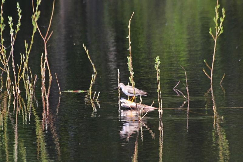 Мородунка (Xenus cinereus) - куличок с длинным загнутым вверх клювом и жёлтыми лапами на затопленной коряге