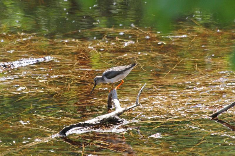 Мородунка (Xenus cinereus) - куличок с длинным загнутым вверх клювом и жёлтыми лапами на затопленной коряге