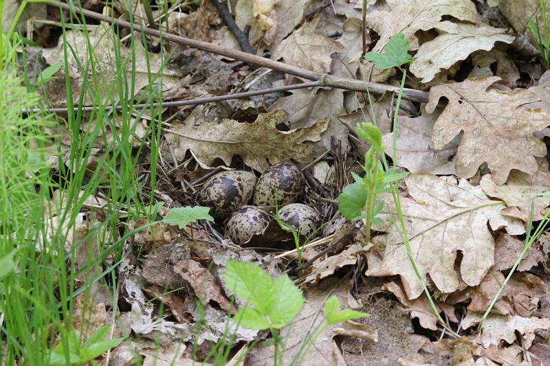 Гнездо мородунки (Xenus cinereus) на земле среди прошлогодних листьев с маленькими пёстрыми яйцами оливкого цвета с коричневыми крапинами