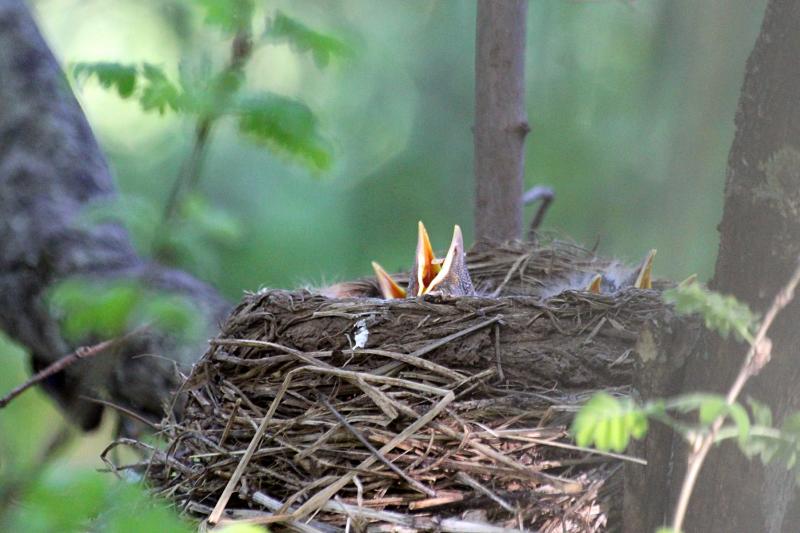 Птенцы дрозда-белобровика (Turdus iliacus) в гнезде, только клювы торчат наружу