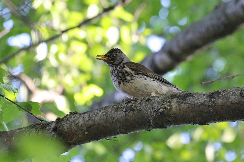 Дрозд-белобровик (Turdus iliacus) на ветке дерева