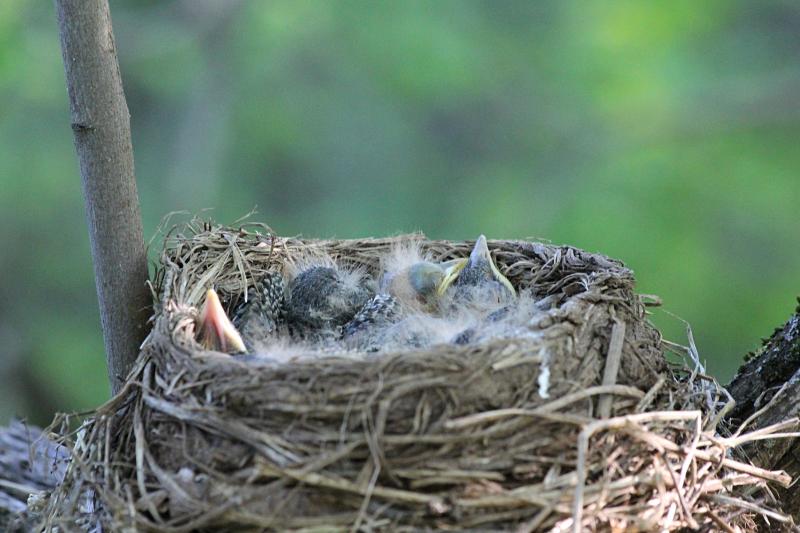 Птенцы дрозда-белобровика (Turdus iliacus) спят в гнезде