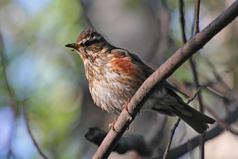 Дрозд-белобровик (Turdus iliacus) на ветке