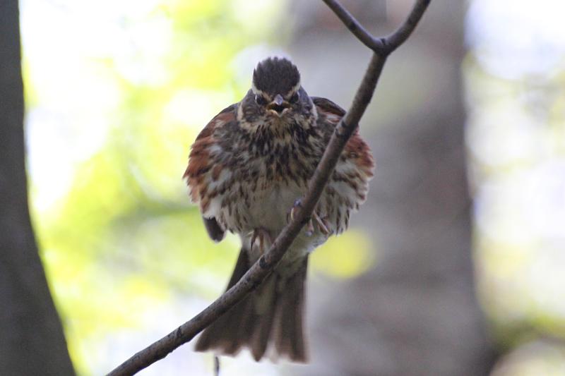 Разъярённая самка дрозда-белобровика (Turdus iliacus) защищает гнездо