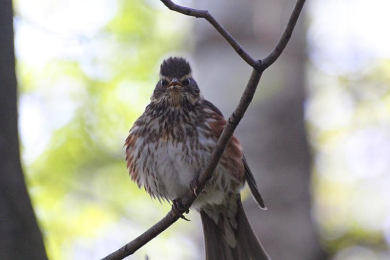 Разъярённая самка дрозда-белобровика (Turdus iliacus) защищает гнездо