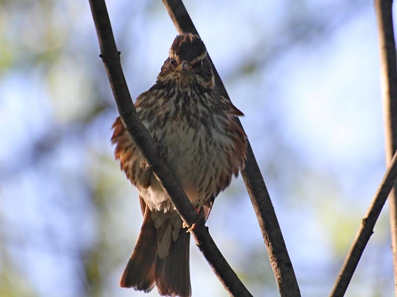 Разъярённая самка дрозда-белобровика (Turdus iliacus) защищает гнездо