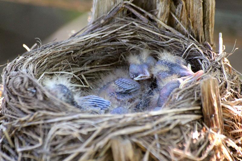 Птенцы дрозда-белобровика (Turdus iliacus) в гнезде