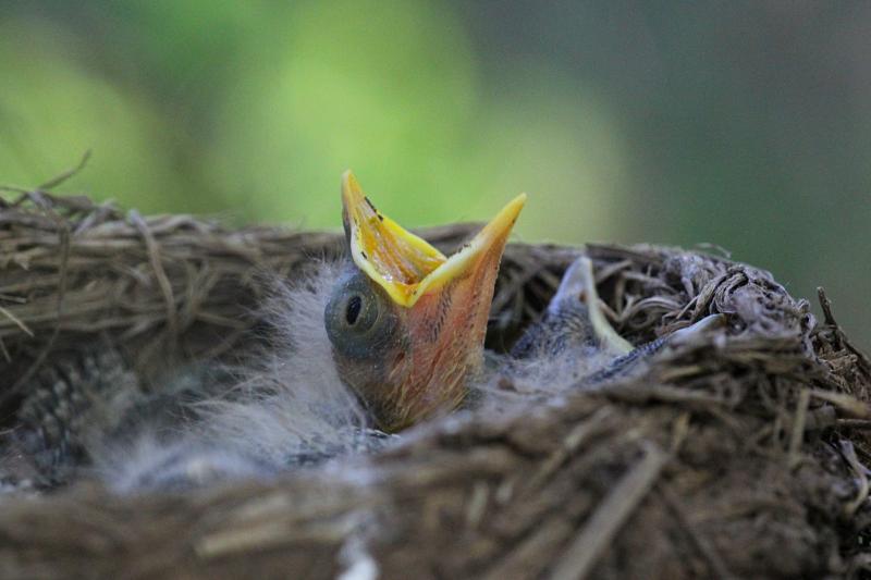 Раскрывши жёлтый клюв, птенец дрозда-белобровика (Turdus iliacus) в гнезде просит еду