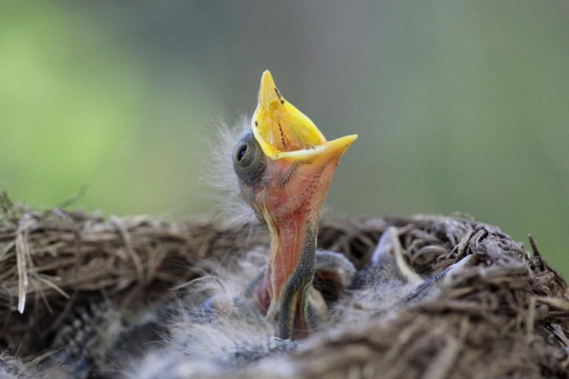 Певец. Раскрывши жёлтый клюв, птенец дрозда-белобровика (Turdus iliacus) в гнезде просит еду