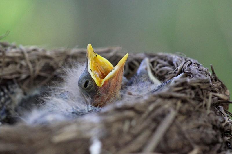 Раскрывши жёлтый клюв, птенец дрозда-белобровика (Turdus iliacus) в гнезде просит еду