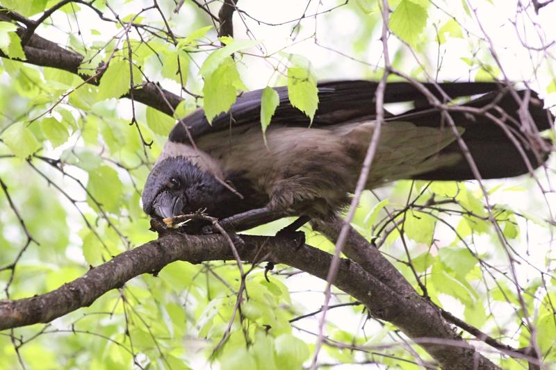 Ворона в бессильной ярости отщипывает клювом веточки дерева, на котором сидит