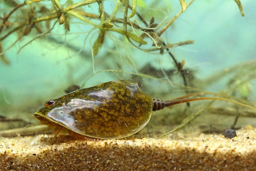 Щитень весенний (лат. Lepidurus apus) древнее подводное животное с тремя глазами, зелёным панцирем во всю спину, раздвоенным ховстом и множеством мелких лапок, размером с головастика, появляющееся весной в мелких лужах