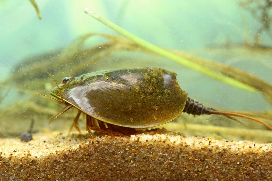 Щитень весенний (лат. Lepidurus apus) древнее подводное животное с тремя глазами, зелёным панцирем во всю спину, раздвоенным ховстом и множеством мелких лапок, размером с головастика, появляющееся весной в мелких лужах