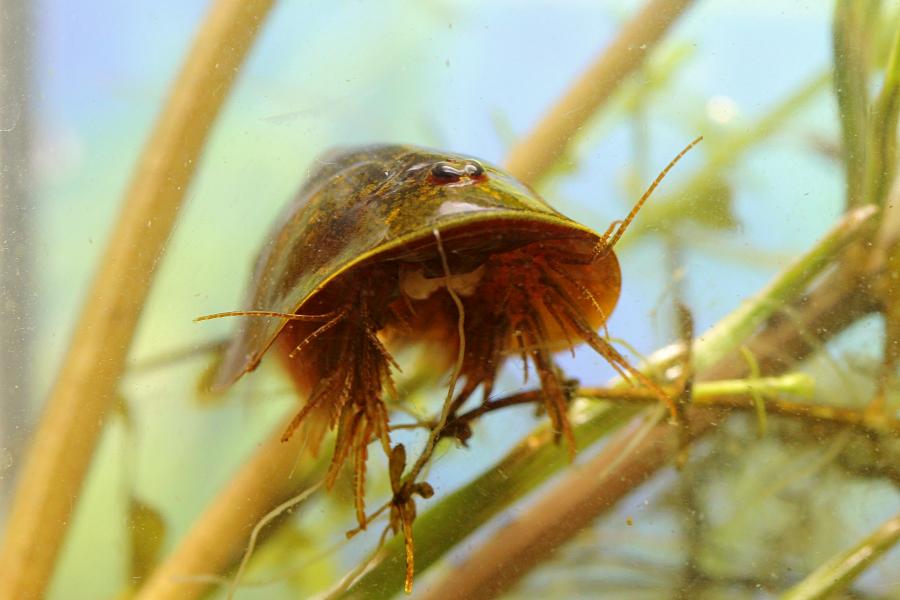 Щитень весенний (лат. Lepidurus apus) древнее подводное животное с тремя глазами, зелёным панцирем во всю спину, раздвоенным ховстом и множеством мелких лапок, размером с головастика, появляющееся весной в мелких лужах