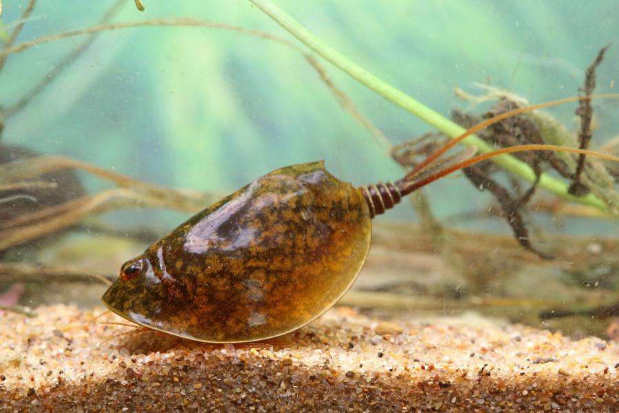 Щитень весенний (лат. Lepidurus apus) древнее подводное животное с тремя глазами, зелёным панцирем во всю спину, раздвоенным ховстом и множеством мелких лапок, размером с головастика, появляющееся весной в мелких лужах