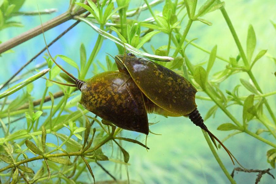 Щитень весенний (лат. Lepidurus apus) древнее подводное животное с тремя глазами, зелёным панцирем во всю спину, раздвоенным ховстом и множеством мелких лапок, размером с головастика, появляющееся весной в мелких лужах