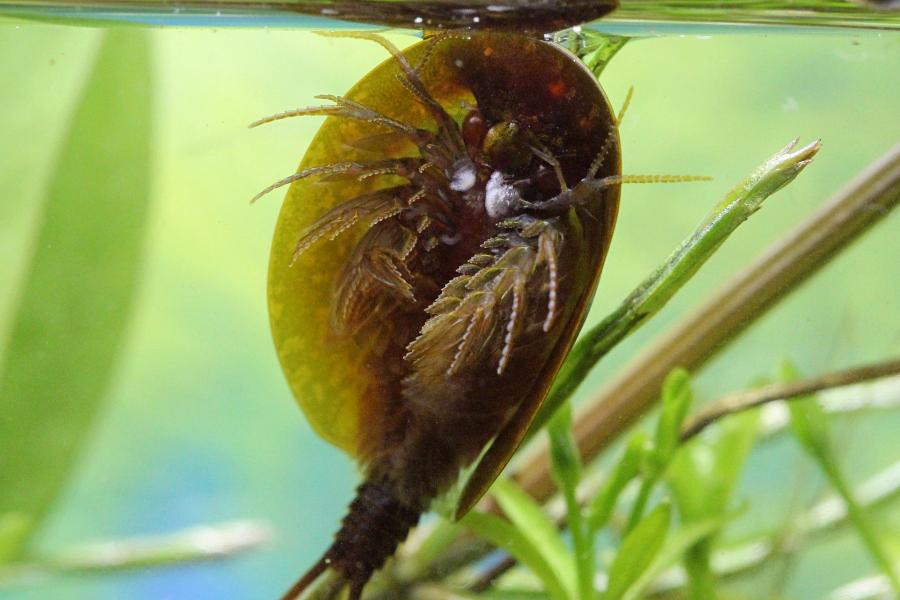 Щитень весенний (лат. Lepidurus apus) древнее подводное животное с тремя глазами, зелёным панцирем во всю спину, раздвоенным ховстом и множеством мелких лапок, размером с головастика, появляющееся весной в мелких лужах