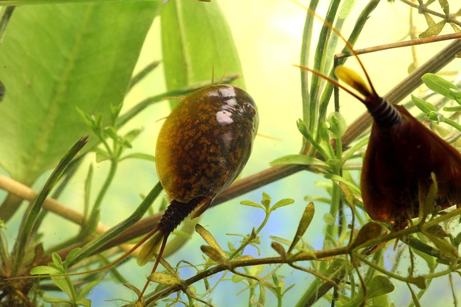 Щитень весенний (лат. Lepidurus apus) древнее подводное животное с тремя глазами, зелёным панцирем во всю спину, раздвоенным ховстом и множеством мелких лапок, размером с головастика, появляющееся весной в мелких лужах