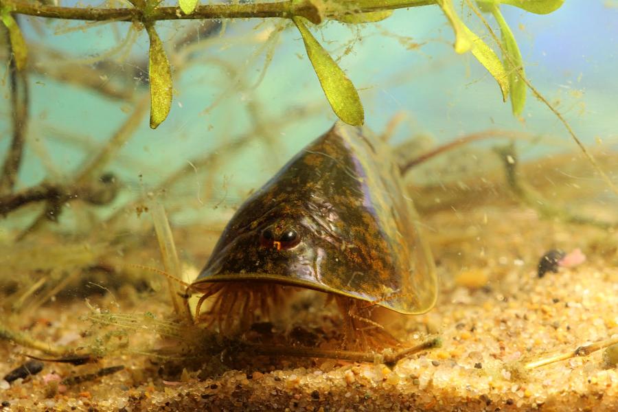 Щитень весенний (лат. Lepidurus apus) древнее подводное животное с тремя глазами, зелёным панцирем во всю спину, раздвоенным ховстом и множеством мелких лапок, размером с головастика, появляющееся весной в мелких лужах