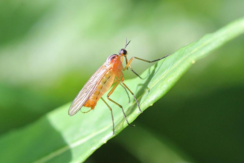 Желтоспинный толкунчик (Empis stercorea) - хищный «комарик» жёлтого цвета с длинным носом, Y-образными усиками и чёрными полосками на спинке