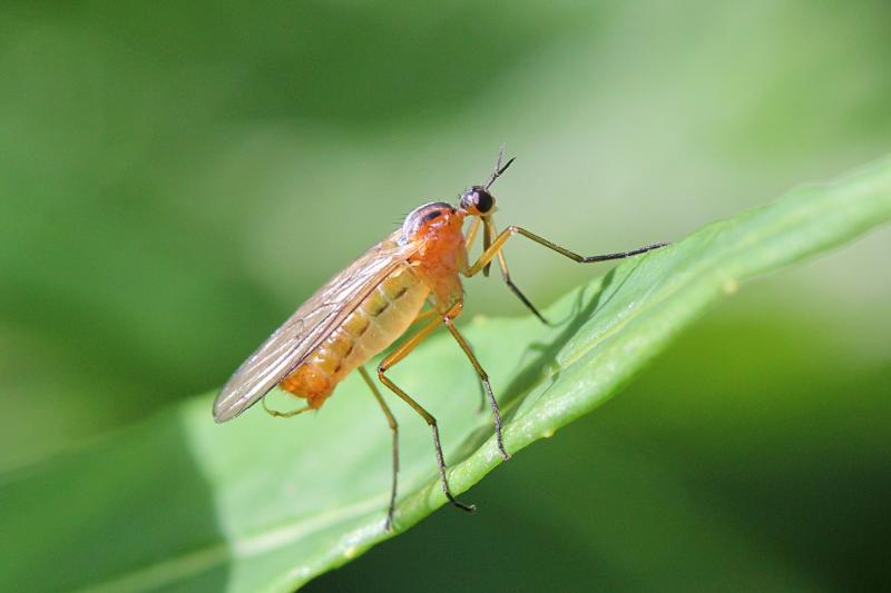 Желтоспинный толкунчик (Empis stercorea) - хищный «комарик» жёлтого цвета с длинным носом, Y-образными усиками и чёрными полосками на спинке
