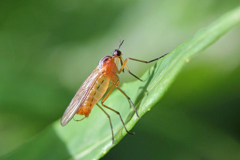 Желтоспинный толкунчик (Empis stercorea) - хищный «комарик» жёлтого цвета с длинным носом, Y-образными усиками и чёрными полосками на спинке