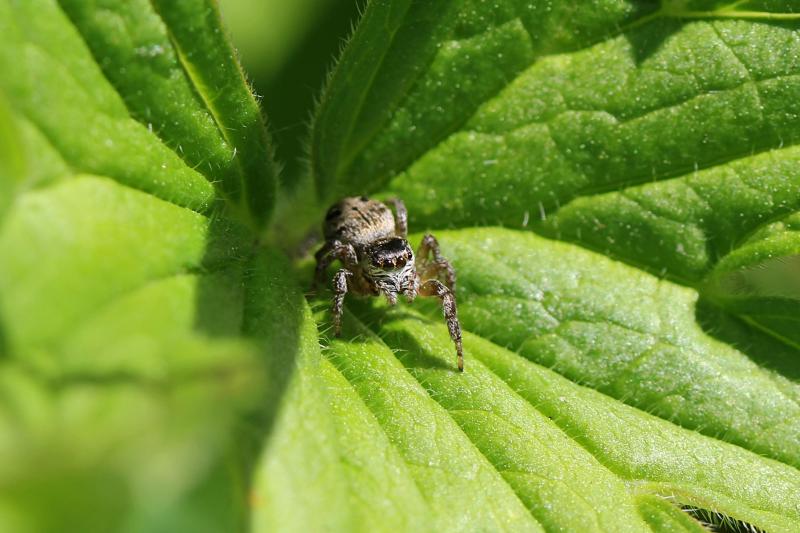 Паук-скакунчик (Salticidae) с 8 выразительными глазами крупным планом на зелёном листке