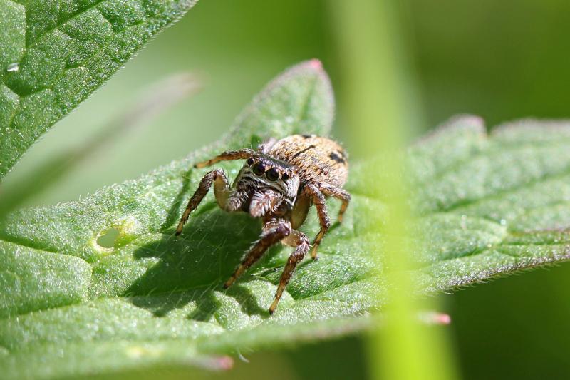 Паук-скакунчик (Salticidae) с 8 выразительными глазами крупным планом на зелёном листке