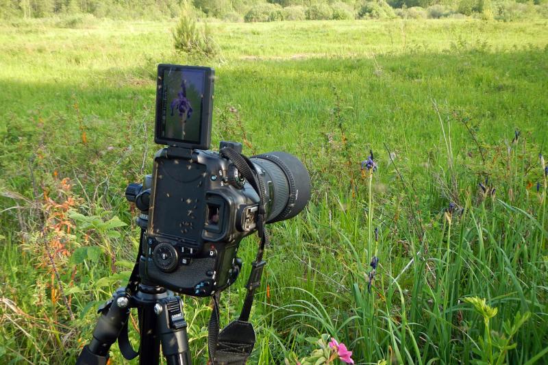 Съёмка цветов дикого ириса на болотах: мошка облепила фотоаппарат